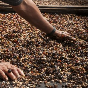 Finca la Reforma (Salvador) 200g