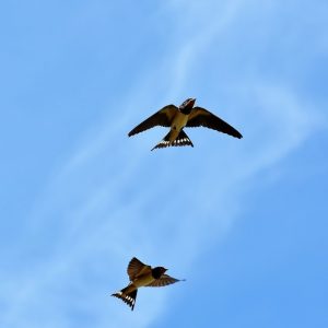 Chi il bel sogno di Doretta (Fanfare)