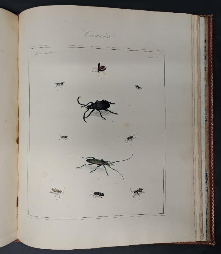 Le insectes anglais de Thomas Martyn, coloriées à la main – Image 3