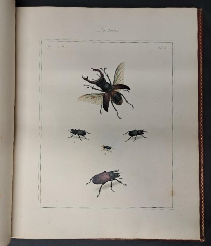 Le insectes anglais de Thomas Martyn, coloriées à la main – Image 4